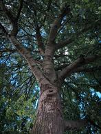Opruiming stormschade bomen, Tuin en Terras, Brandhout, Ophalen, Takken
