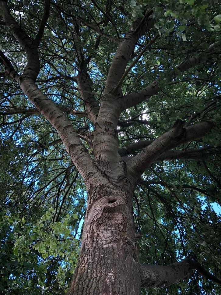 Opruiming stormschade bomen, Tuin en Terras, Brandhout, Takken, Ophalen