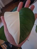 monstera variegata half moon, Enlèvement ou Envoi