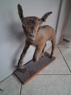 Opgezet geitje, Enlèvement, Utilisé, Animal sauvage, Animal empaillé