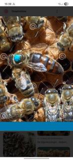 F1 bevruchte koningin carnica, Dieren en Toebehoren