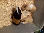 Cavias, Dieren en Toebehoren, Meerdere dieren, Cavia, Tam