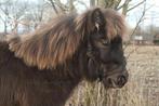 Shetland x Appaloosa jaarling, Dieren en Toebehoren, Paarden, Hengst, Met stamboom, 0 tot 2 jaar