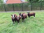 zwartbles schapen, Dieren en Toebehoren, Schapen, Geiten en Varkens, Schaap