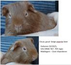 Ours cochon d'Inde, beige doré, argent, Animaux & Accessoires, Rongeurs, Octobre, Mâle, Domestique, Cobaye