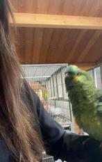 Blauwvoorhoofd amazone tam, Dieren en Toebehoren, Vogels | Parkieten en Papegaaien, Papegaai, Pratend