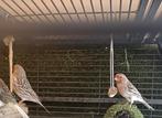 2 mooie rood mozaiek Agaath kanarie's, Dieren en Toebehoren, Vogels | Overige Vogels