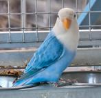 Blauw Opaline Fischeri 2025, Dieren en Toebehoren, Vrouwelijk, Dwergpapegaai of Agapornis, Geringd