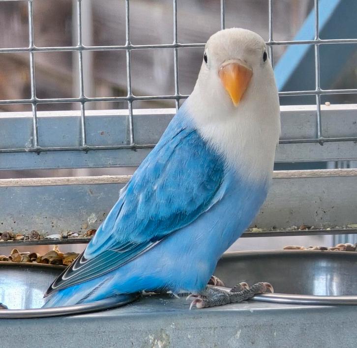Blauw Opaline Fischeri 2025, Dieren en Toebehoren, Vogels | Parkieten en Papegaaien, Dwergpapegaai of Agapornis, Vrouwelijk, Geringd