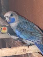 Blauwe penant (5 stuk)