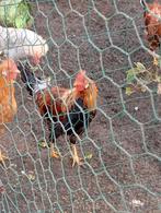 Haan leghorn goudpatrijs, Dieren en Toebehoren