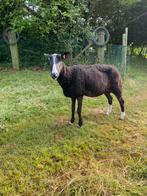 Zwartbles ooi, Dieren en Toebehoren, Schapen, Geiten en Varkens, Vrouwelijk, Schaap, 6 jaar of ouder