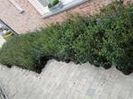‼️osmanthus Burkwoodii aan promoprijzen ‼️, Tuin en Terras, Planten | Struiken en Hagen, Ophalen, Taxus