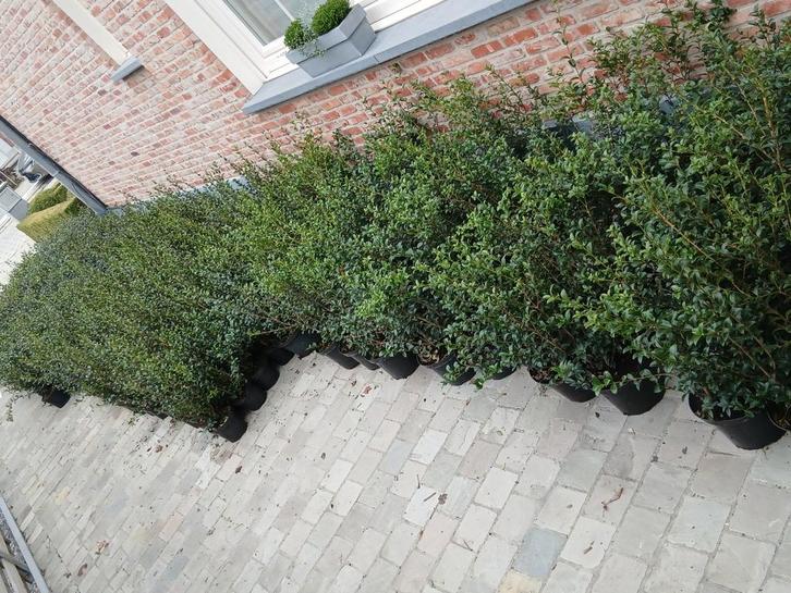 ‼️osmanthus Burkwoodii aan promoprijzen ‼️, Tuin en Terras, Planten | Struiken en Hagen, Taxus, Ophalen