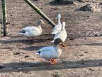 Wilde eend parel grijs, Dieren en Toebehoren, Pluimvee, Eend