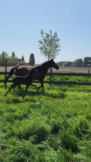 Merrie veulen pegase x vavite beschikbaar voor biedingen