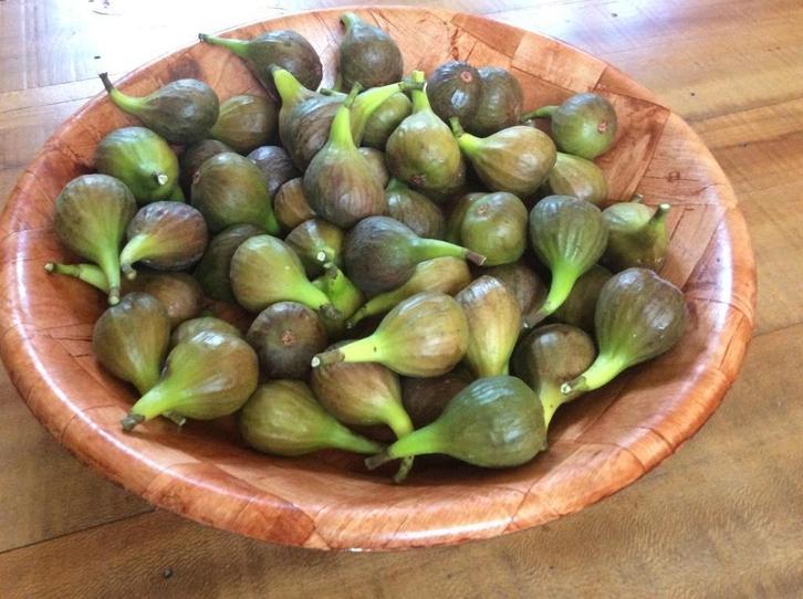 Vijgen struik, Tuin en Terras, Planten | Tuinplanten, Eenjarig, Fruitplanten, Volle zon, Zomer, Ophalen
