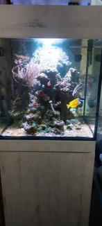 zee aquarium kubus 60x60x60 + kast + sump etc., Dieren en Toebehoren, Vissen | Aquaria en Toebehoren, Ophalen of Verzenden, Gebruikt