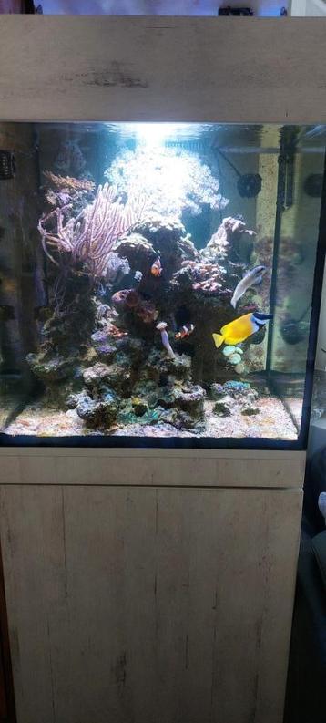 zee aquarium kubus 60x60x60 + kast + sump etc. beschikbaar voor biedingen