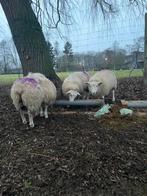 Swifter ooi gezocht, Animaux & Accessoires