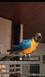 Blauwgele ara, Mâle, Perroquet, Parleur