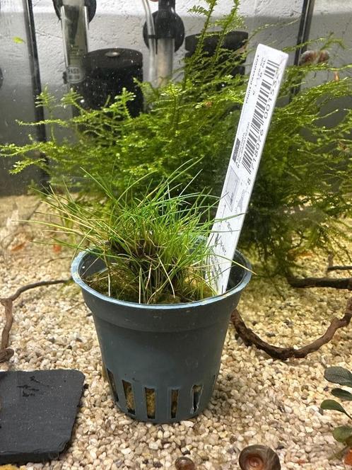 Eleocharis parvula Pot, Dieren en Toebehoren, Vissen | Aquaria en Toebehoren, Nieuw, Plant(en), Steen of Hout, Ophalen of Verzenden