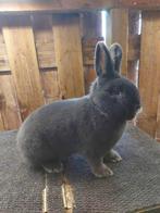 Weners te koop, Dieren en Toebehoren, Konijnen, Meerdere dieren, Middelgroot, 0 tot 2 jaar