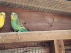 Jonge grasparkieten. Allen dezefde groene kleur, Dieren en Toebehoren