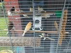 kanaies, Dieren en Toebehoren, Vogels | Kanaries, Geslacht onbekend, Kleurkanarie