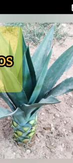 Agave americana vert 1 an et + pour 10 €, Ophalen of Verzenden