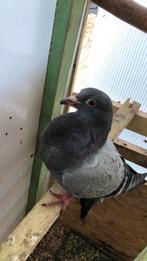 Mooie postduif te koop (niet geringt), Dieren en Toebehoren, Vogels | Duiven, Postduif
