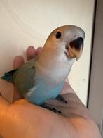 Lieve tamme agapornissen, Dieren en Toebehoren, Mannelijk, Dwergpapegaai of Agapornis, Tam