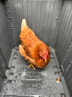 Gratis afhalen lommel 3 kippen, Dieren en Toebehoren, Pluimvee