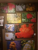 foto op doek  bloemenkleuren, Verzenden