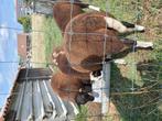 Jonge rammen, Dieren en Toebehoren, Mannelijk, Schaap, 0 tot 2 jaar