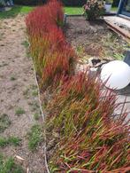 Imperata cylindrica 'Red Baron' of Japans Bloedgras, Tuin en Terras, Planten | Tuinplanten, Ophalen, Volle zon