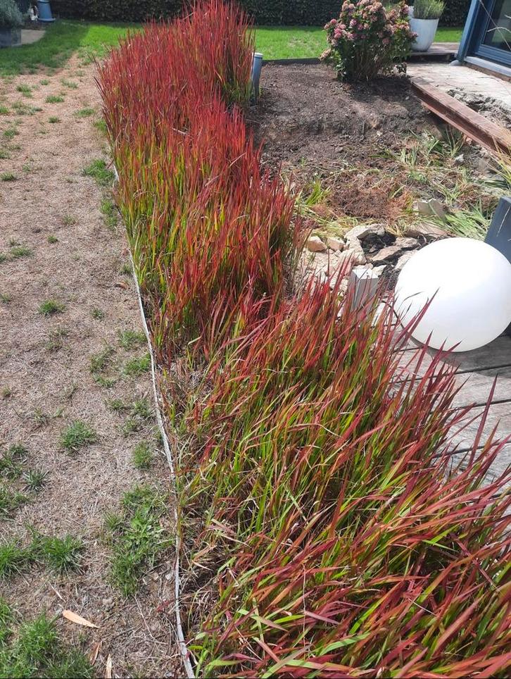 Imperata cylindrica 'Red Baron' of Japans Bloedgras, Tuin en Terras, Planten | Tuinplanten, Volle zon, Ophalen