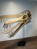replica dinosaurus schedel - Boreopterus, Ophalen of Verzenden