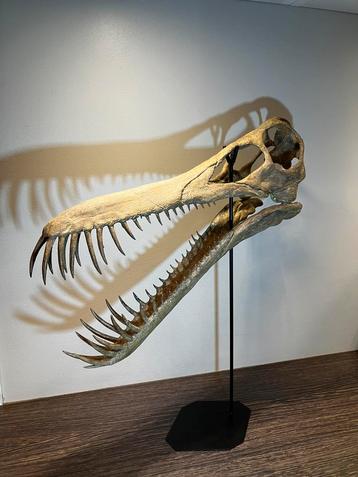 replica dinosaurus schedel - Boreopterus beschikbaar voor biedingen