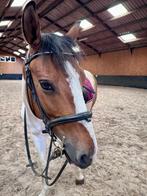 Te koop: projectpaard/weidemaatje - 6jarige D pony, Dieren en Toebehoren, Gechipt, Minder dan 160 cm, Ruin, Zadelmak