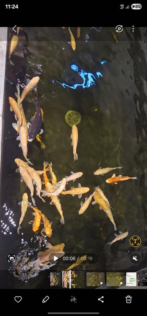Restpartij japanse koi te koop moet weg wegens verbouwing, Dieren en Toebehoren, Vissen | Vijvervissen, Karper of Koi