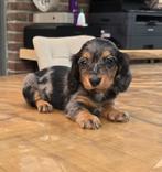 🩵🩷 Zeer mooie & sociale dwergjes 🩷 🩵, Dieren en Toebehoren, België, 8 tot 15 weken, Korthaar, Dwerg