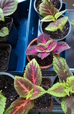 Koopje : 4 Coleus/siernetel voor 5 €, Huis en Inrichting, Kamerplanten, Ophalen, Overige soorten, Halfschaduw, Minder dan 100 cm