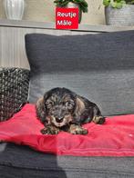 ruwhaar teckel pups, Dieren en Toebehoren, België, Reu, CDV (hondenziekte), 8 tot 15 weken