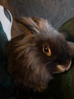 Mannelijk langharig  konijn, Dieren en Toebehoren, Konijnen, Mannelijk