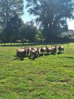 Raszuivere, stamboek rouge de l'ouest lammeren te koop, Dieren en Toebehoren, Schapen, Geiten en Varkens