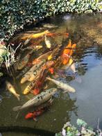 Poissons carpes Koï, Dieren en Toebehoren, Vissen | Vijvervissen, Karper of Koi
