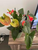 Flamingoplant, Ophalen