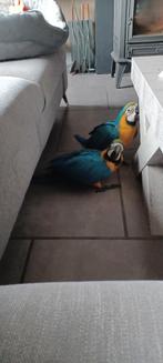 2 tamme blauwgele ara jongen, Dieren en Toebehoren, Vogels | Parkieten en Papegaaien, Geringd