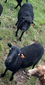 2x Zwarte Ouessant ooien 1xgelammerd niet verwant raszuiver, Dieren en Toebehoren, Schapen, Geiten en Varkens, Vrouwelijk, Schaap